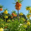 řebčíky směs fritillaria mix 4