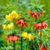 řebčíky směs fritillaria mix 5