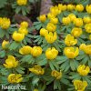 eranthis hyemalis talovin zimni 2