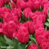ruzovy trepenity tulipan burgundy lace 2