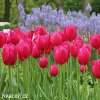 ruzovy trepenity tulipan burgundy lace 3