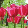 ruzovy trepenity tulipan burgundy lace 4