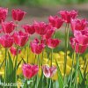 ruzovy trepenity tulipan burgundy lace 5