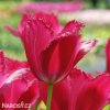 ruzovy trepenity tulipan burgundy lace 6