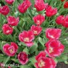 ruzovy trepenity tulipan burgundy lace 7