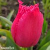 ruzovy trepenity tulipan burgundy lace 8