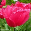 ruzovy trepenity tulipan burgundy lace 9