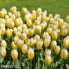 zlutobily tulipan triumph happy people 3