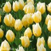 zlutobily tulipan triumph happy people 5