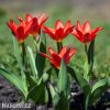 cerveny tulipan kaufmanniana scarlet baby 2