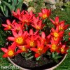 cerveny tulipan kaufmanniana scarlet baby 3