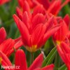 cerveny tulipan kaufmanniana scarlet baby 4