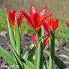cerveny tulipan kaufmanniana scarlet baby 5