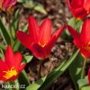 cerveny tulipan kaufmanniana scarlet baby 6
