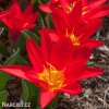 cerveny tulipan kaufmanniana scarlet baby 7