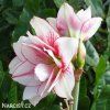 bíločervený hvězdník amaryllis elvas 4