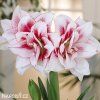 bíločervený hvězdník amaryllis elvas 1