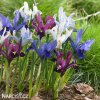 směs nízkých kosatců iris reticulata mix 2