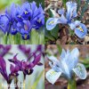směs nízkých kosatců iris reticulata mix 3