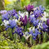 směs nízkých kosatců iris reticulata mix 4