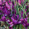 fialový kosatec pauline iris reticulata 3