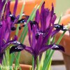 fialový kosatec pauline iris reticulata 4