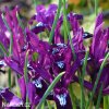 fialový kosatec pauline iris reticulata 5