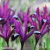 fialový kosatec pauline iris reticulata 7
