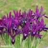 fialový kosatec pauline iris reticulata 1