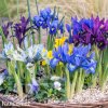 směs nízkých kosatců iris reticulata mix 1