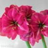 růžový hvězdník amaryllis pink rival 2