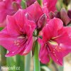 růžový hvězdník amaryllis pink rival 3