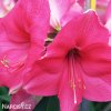 růžový hvězdník amaryllis pink rival 4