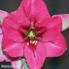 růžový hvězdník amaryllis pink rival 5