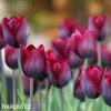 cerveny tulipan triumph ronaldo 2
