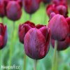 cerveny tulipan triumph ronaldo 4