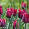 cerveny tulipan triumph ronaldo 5