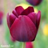 cerveny tulipan triumph ronaldo 6