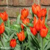 cerveny tulipan praestans fusilier 3