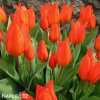 cerveny tulipan praestans fusilier 1