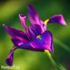 fialový kosatec iris purple sensation 3