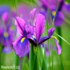fialový kosatec iris purple sensation 4