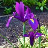 fialový kosatec iris purple sensation 5