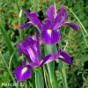 fialový kosatec iris purple sensation 6