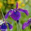 fialový kosatec iris purple sensation 7