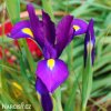 fialový kosatec iris purple sensation 1