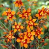 Crocosmie Emily McKenzie 01