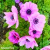 sasanka anemone sylphide 1