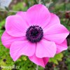 sasanka anemone sylphide 2