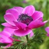 sasanka anemone sylphide 6